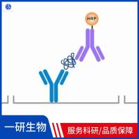 心肌肌钙蛋白I抗体