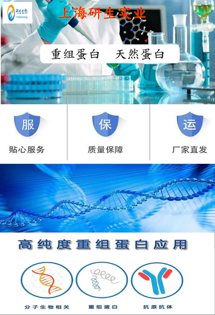 Recombinant Human MYL12B蛋白