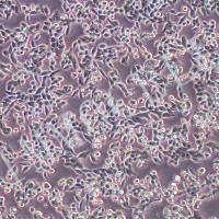 SW620-LUC人结直肠腺癌细胞丨荧光素酶标记