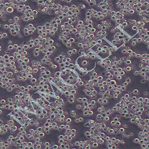 K562-LUC人慢性骨髓性白血病细胞系丨荧光素酶标记