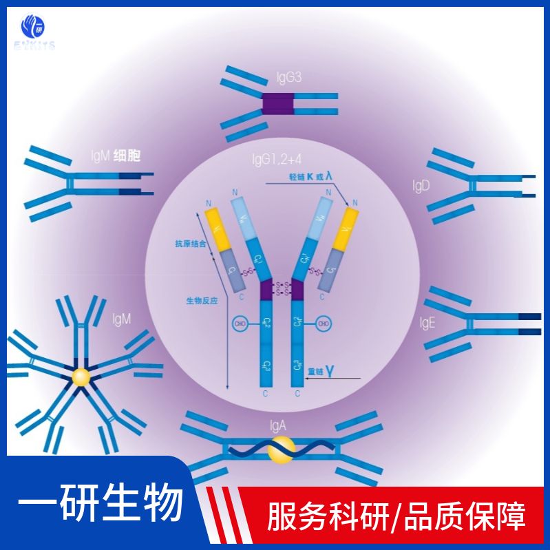 磷酸化细胞分化周期CDC42蛋白抗体
