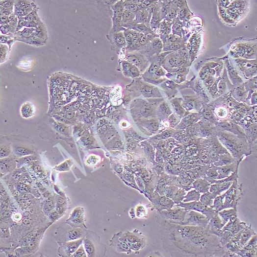 Caco2-LUC人结肠癌细胞丨荧光素酶标记