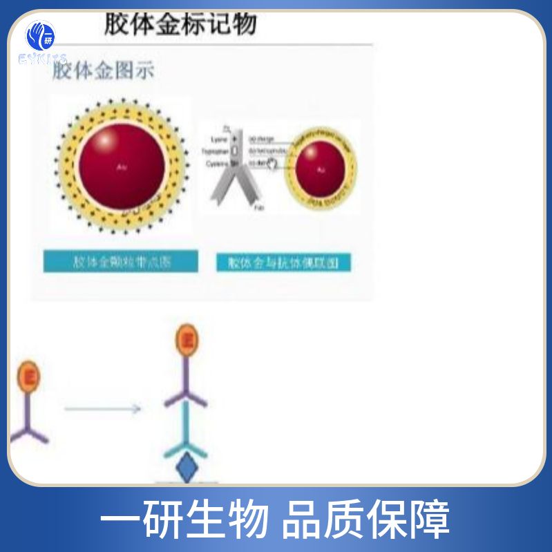 白介素6单克隆抗体