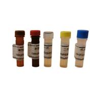 Goat Anti-Mouse IgG H&L / FITC antibody