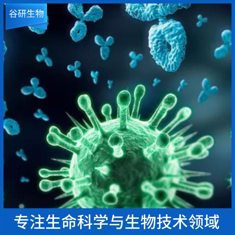 H7N9 HA抗体