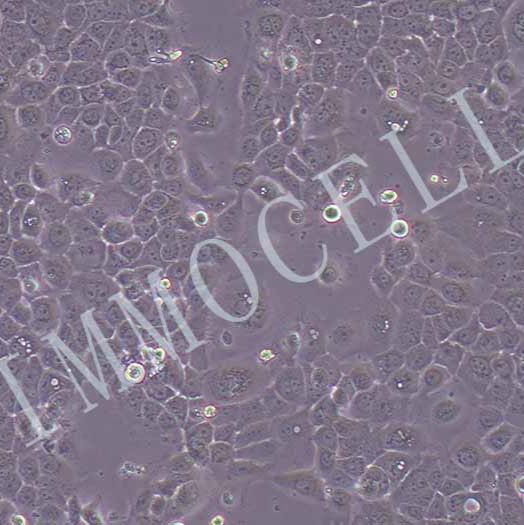 A431-LUC人皮肤鳞癌细胞丨荧光素酶标记