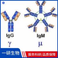 白细胞介素增强子结合因子2抗体