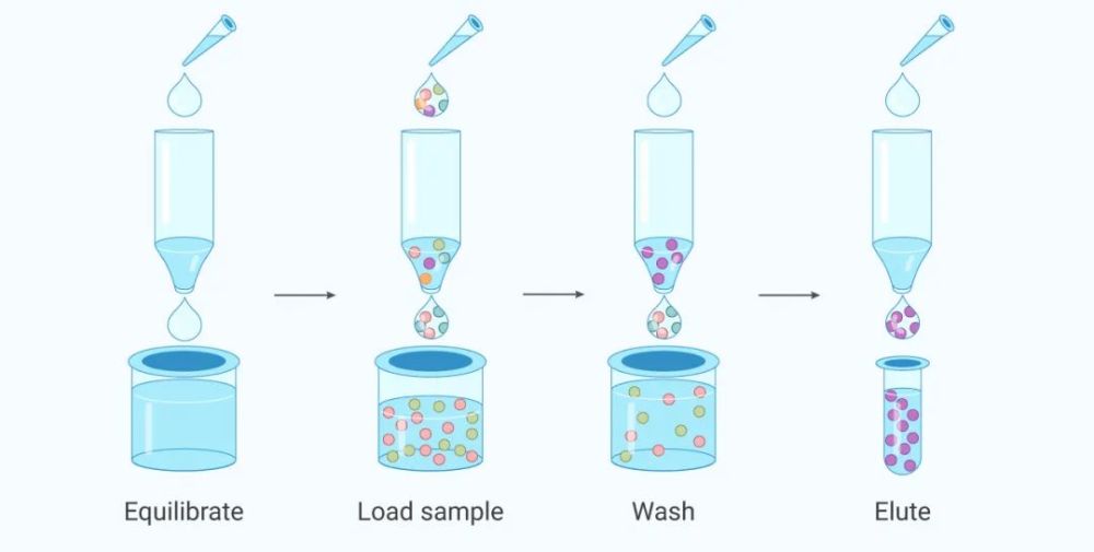 Recombinant Human MYL12B蛋白