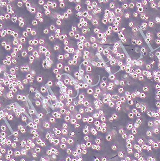 THP-1-LUC人单核细胞白血病细胞丨荧光素酶标记