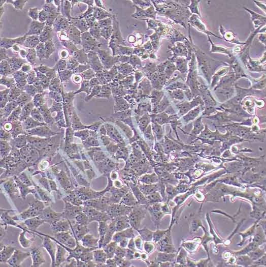 MG63-LUC人骨肉瘤细胞丨荧光素酶标记
