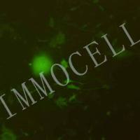 K7M2-WT-GFP小鼠骨肉瘤成骨细胞丨绿色荧光蛋白标记