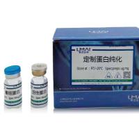 脂多糖结合蛋白(LBP)重组蛋白