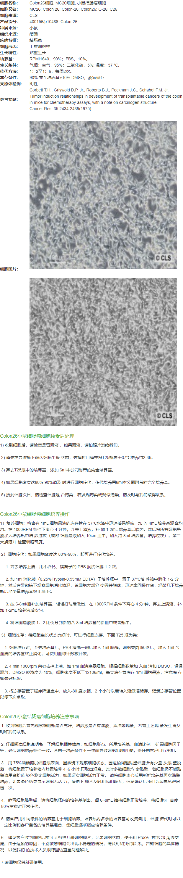 Colon26细胞, MC26细胞, 小鼠结肠癌细胞