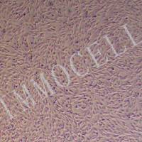 人风湿性关节滑膜成纤维细胞永生化丨逸漠(immocell)