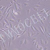 A498-PLV-LUC-BSD人肾透明细胞癌丨荧光素酶标记