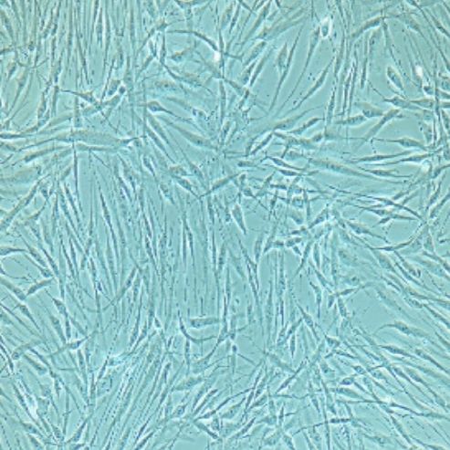 小鼠原代膀胱基质成纤维细胞