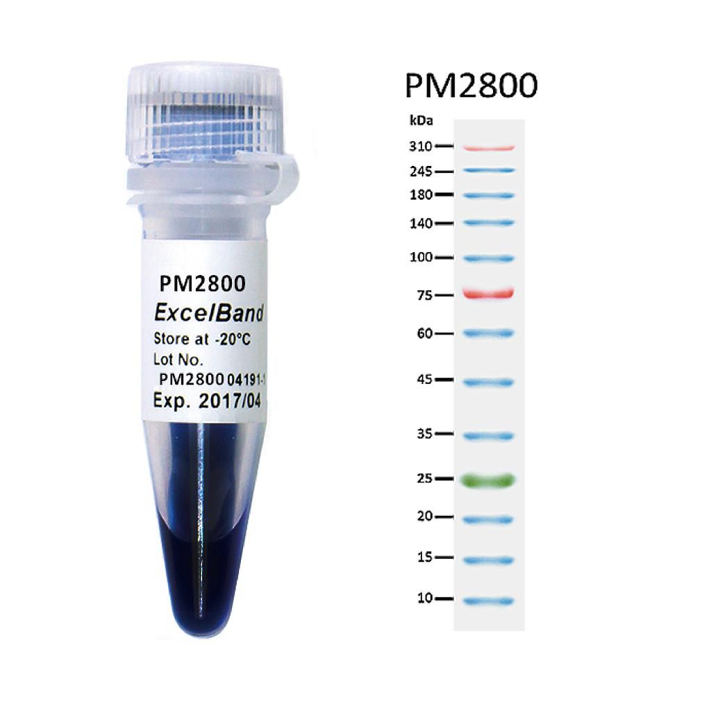 SMObio-PM2800-三色预染蛋白Marker（10-310KDa）