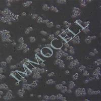 Raji-LUC-eGFP人淋巴瘤细胞丨绿色荧光蛋白标记