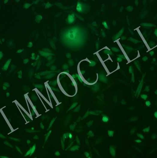 CHO-K1 -COGFP中国仓鼠卵巢细胞丨绿色荧光蛋白标记