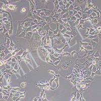 KYSE-510人食管癌细胞丨逸漠(immocell)