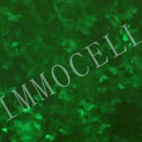 NCI-H292-LUC-EGFP人肺癌细胞(淋巴结转移)丨绿色荧光蛋白-荧光素酶标记