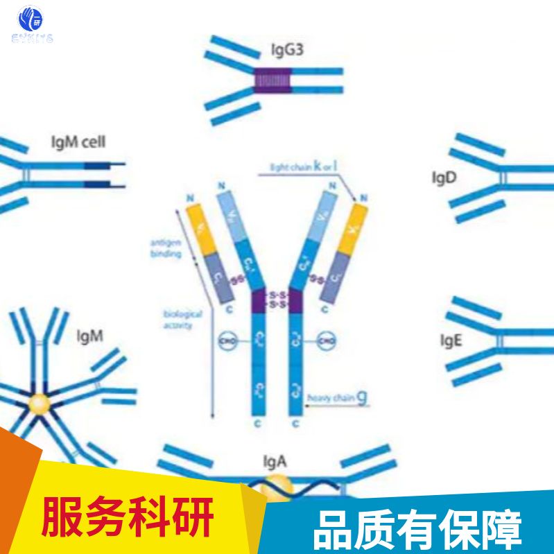 细胞角蛋白16重组兔单克隆抗体
