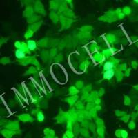 SMMC-7721-coGFP人肝癌细胞丨绿色荧光蛋白标记