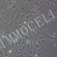 786-O-plv-luc-BSD人肾透明细胞腺癌细胞丨荧光素酶标记