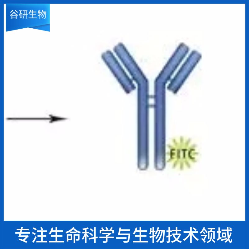 Chicken IgG / RBITC抗体