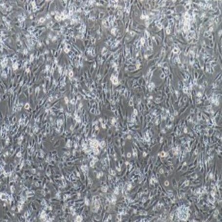 小鼠原代皮肤成纤维细胞