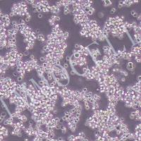 Daudi-LUC人Burkitt's淋巴瘤细胞丨荧光素酶标记