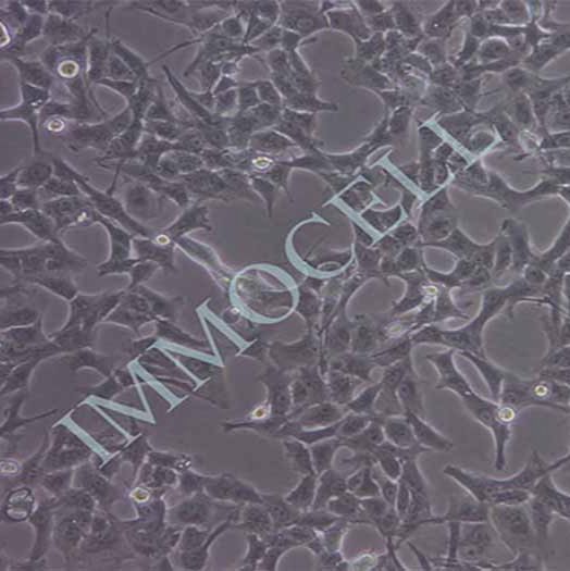 SN12-PM6-LUC人肾癌细胞丨荧光素酶标记