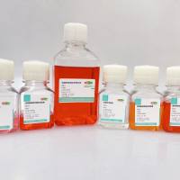 人肠癌类器官培养试剂盒