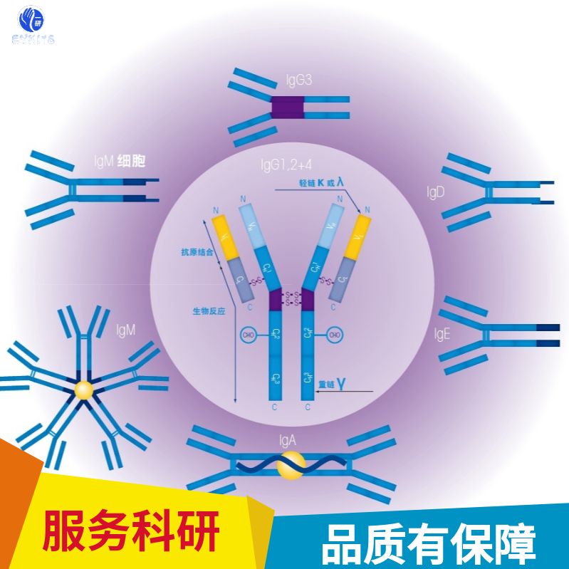 人类疱疹病毒8 G蛋白偶联受体抗体