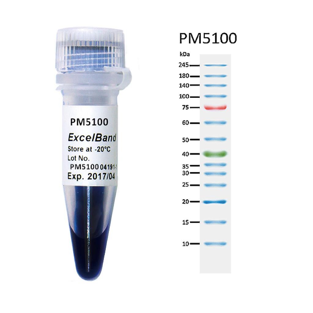 SMObio-PM5100-ExcelBand 3-color Pre-stained Protein Ladder High Range