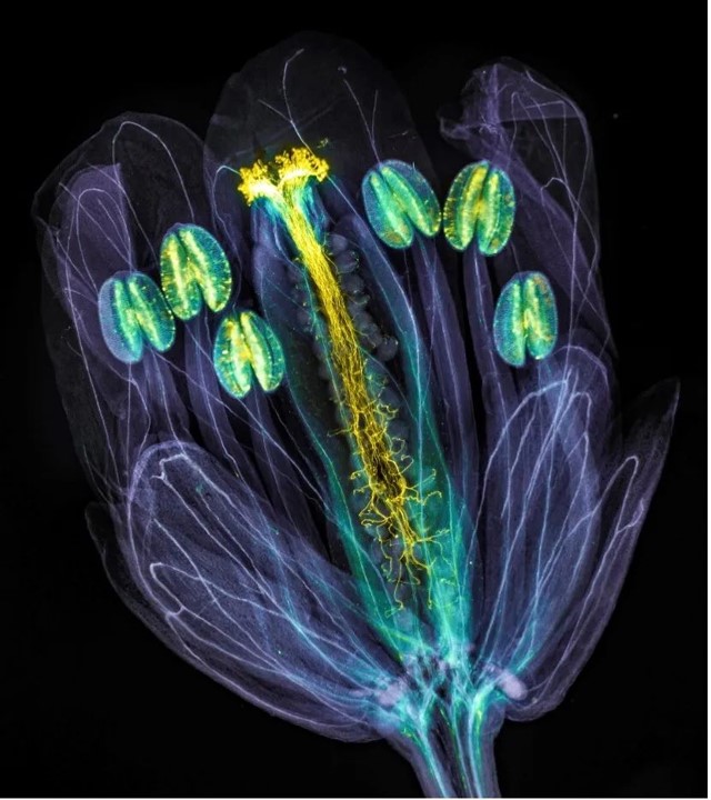 与EVIDENT第三届全球显微图像大赛全球获奖者面对面