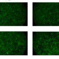 mRNA合成一站式解决方案