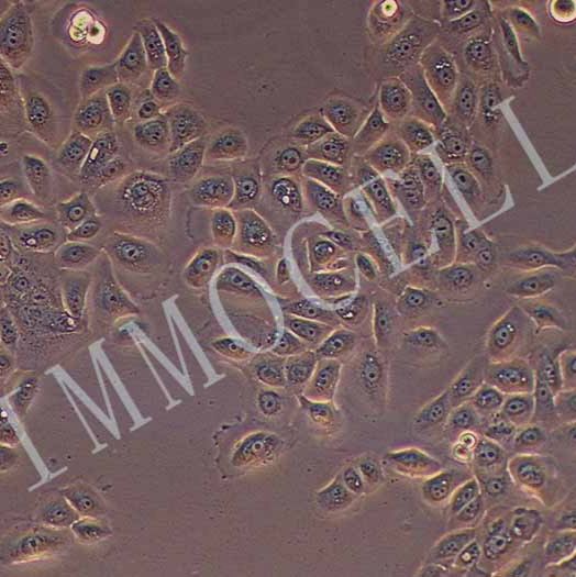 HGECs人牙龈上皮细胞永生化