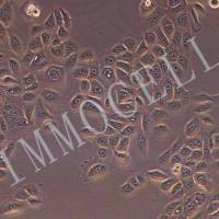 HGECs人牙龈上皮细胞永生化