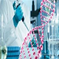 精氨酰氨基肽酶(RNPEP)重组蛋白(Human，人)