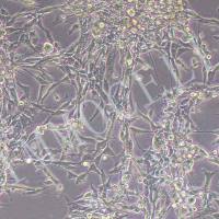 MC38-LUC小鼠结肠癌细胞丨荧光素酶标记