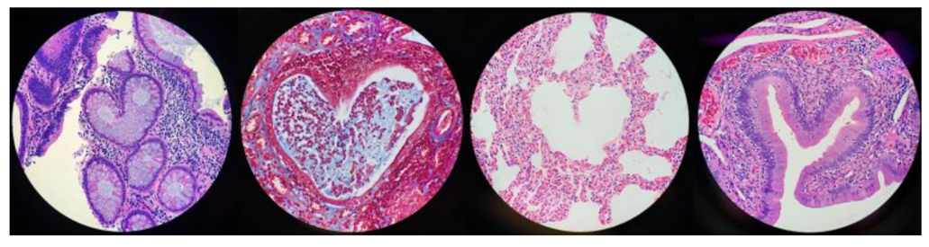 浪漫无界，分享显微图像作品，将更多爱意传递！