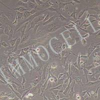 HS-5人骨髓基质细胞丨逸漠(immocell)
