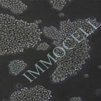 Raji-LUC-puro人淋巴瘤细胞-荧光素酶标记