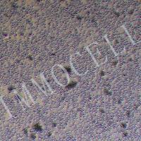 TF-1人红白血病细胞(STR鉴定)丨TF-1细胞