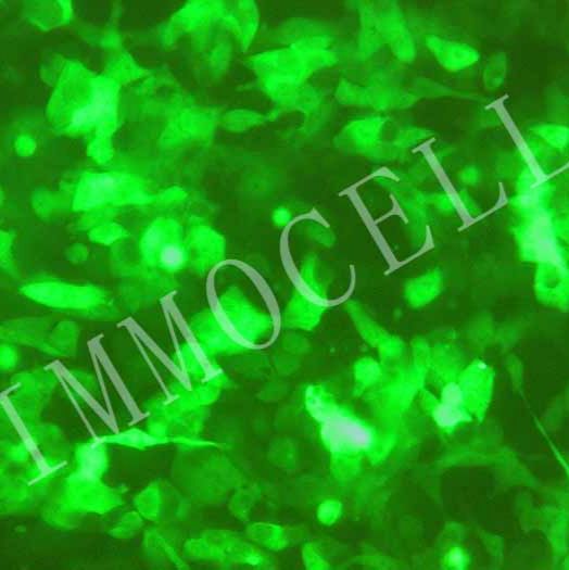HCT116-GFP人结肠腺癌细胞丨绿色荧光蛋白标记