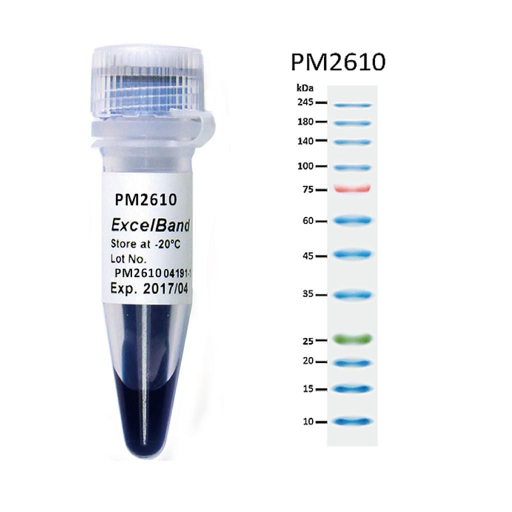 SMObio-PM2610M-三色预染蛋白Marker（10-245KDa）
