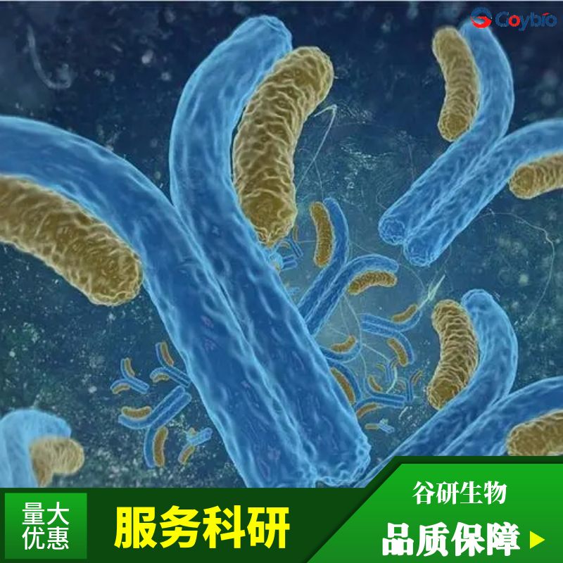 pig cholerae salmonella抗体