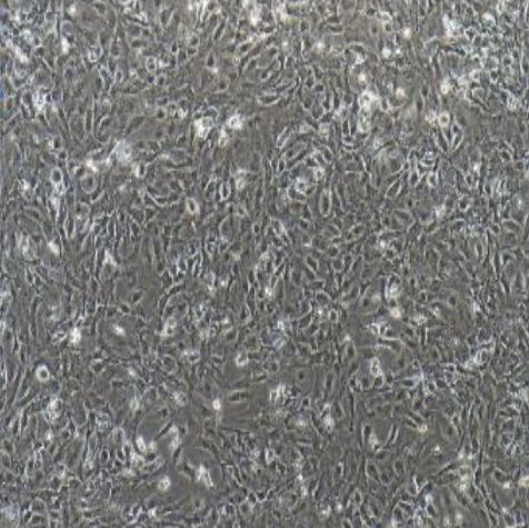 小鼠原代脑微血管内皮细胞