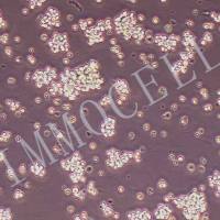 U2932人B淋巴细胞瘤细胞丨逸漠(immocell)